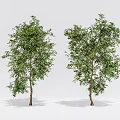 Two Green Leafy Trees With Brown Trunks And Lush Healthy Foliage 3d model