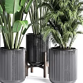 Various Types Of Indoor Potted Plants With Large Green Leaves In Black Modern Pots