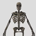 Organ System Human Skeleton Model With Anatomical Structure Educational