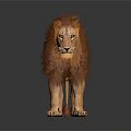 Majestic Lion with Thick Brown Mane Standing on Dark Background with Reflection 3d model