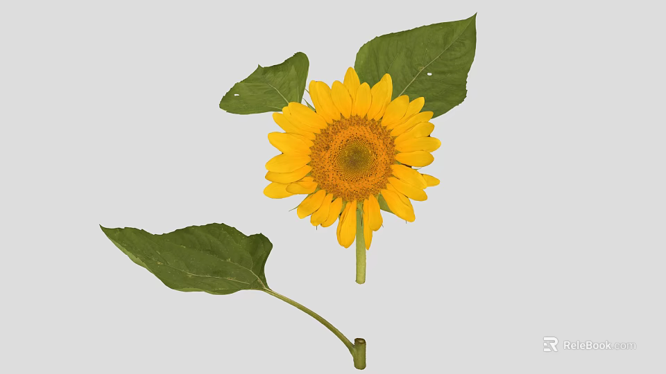 Vibrant Sunflower Plant With Bright Yellow Petals And Fresh Green Leaves 3d model 