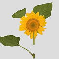 Vibrant Sunflower Plant With Bright Yellow Petals And Fresh Green Leaves