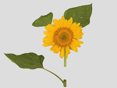 Vibrant Sunflower Plant With Bright Yellow Petals And Fresh Green Leaves 3d model