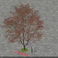 Trident Maple Tree With Red Brown Leaves And Person Standing On Gray Brick Pavement