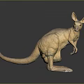 Realistic Standing Kangaroo Figurine Model With Detailed Texture And Reflective Base 3d model