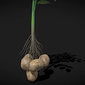 Potato Plant With Green Leaves White Flowers And Underground Tubers Growth
