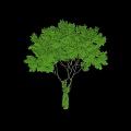 Green Tree with Lush Green Leaves on Trunk and Branches Standing Against White Background