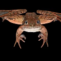 Close Up Of Brown Spotted Frog With Webbed Feet On Black Background
