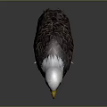 Bald Eagle With White Head Yellow Beak And Dark Feathers Standing On Shiny Surface