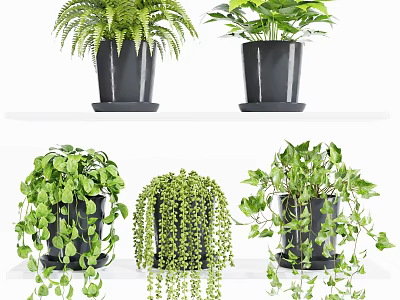 Bonsai Potted Plants With Various Greenery In Black Pots On Shelves 3d model