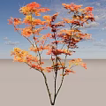 Elegant Autumn Tree Featuring Vibrant Orange Red Leaves And Spreading Branches 3d model