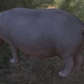 Hippopotamus Aquatic Animal With Open Mouth Showing Large Teeth In Water Habitat
