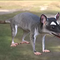 Gray Reptile With White Facial Markings Large Ears And Long Tail Standing On Grassland