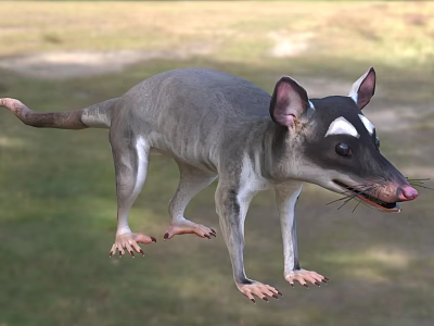 Gray Reptile With White Facial Markings Large Ears And Long Tail Standing On Grassland 3d model