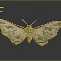 Detailed Beige Moth With Yellow Body And Brown Patterned Wings On Gray Background