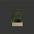 Tomato Plants With Red Fruits And Mixed Green Purple Foliage In Wooden Planter Box