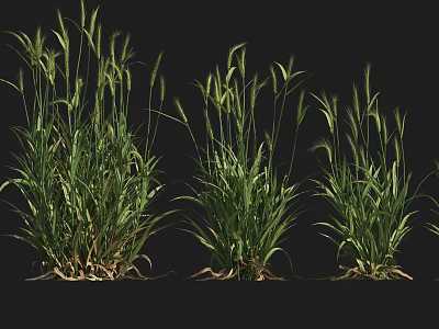 Green Herbaceous Crops With Long Leaves And Strong Stems In Healthy Growth 3d model