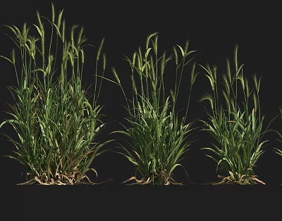 Green Herbaceous Crops With Long Leaves And Strong Stems In Healthy Growth 3d model