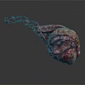 3D Rendered Organ With Hair Like Fibrous Structure And Textured Marbled Surface