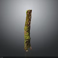 Green Moss Plant Growing On Weathered Wood With Natural Texture And Earthy Tones