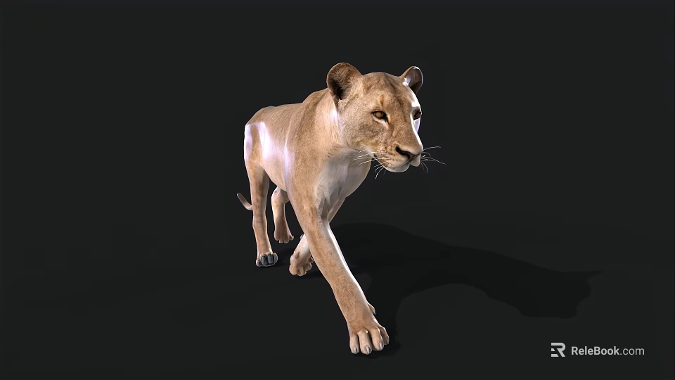 Lioness 3D Model Walking With Realistic Fur And Shadow On Black Background 3d model 