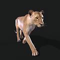 Lioness 3D Model Walking With Realistic Fur And Shadow On Black Background