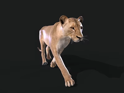 Lioness Lioness Feline Mammal Beast Wild Animal Beast 3d model Lioness Lioness Feline Mammal Beast Wild Animal Beast 3d model