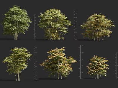 Different Types Of Garden Shrubs With Green And Golden Foliage And Height Markers 3d model