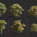 Different Types Of Garden Shrubs With Green And Golden Foliage And Height Markers