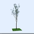 Tree With Slender Trunk And Green Branches Standing On Lush Grass Patch 3d model