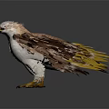 Detailed White Headed Eagle Standing With Brown Wings Yellow Tail Feathers And Claws