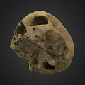 Man Examining Ancient Human Skull With Detailed Bone Structure And Features 3d model