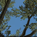 Arbor Tree with Thick Trunk Lush Foliage on Green Circular Ground and Gray Square Tiles