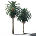 Palm Trees With Textured Trunks Lush Green Fronds And Person Silhouette At Base