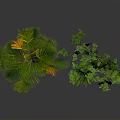 Two Green Plants with Feathery Leaves and Tall Leafy Structure on White Background