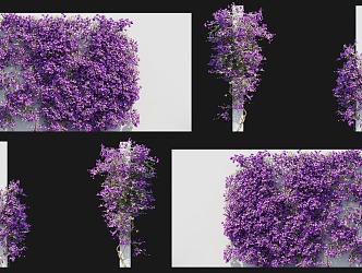 Modern Triangle Plum Vine Climbing Wall Shrub Rhododendron Triangle Plum Blossom Vine Light Leaf Flower Climbing Vine Green Plant Parthenocissus Creeper Vine Plant Climbing Wall 3d model