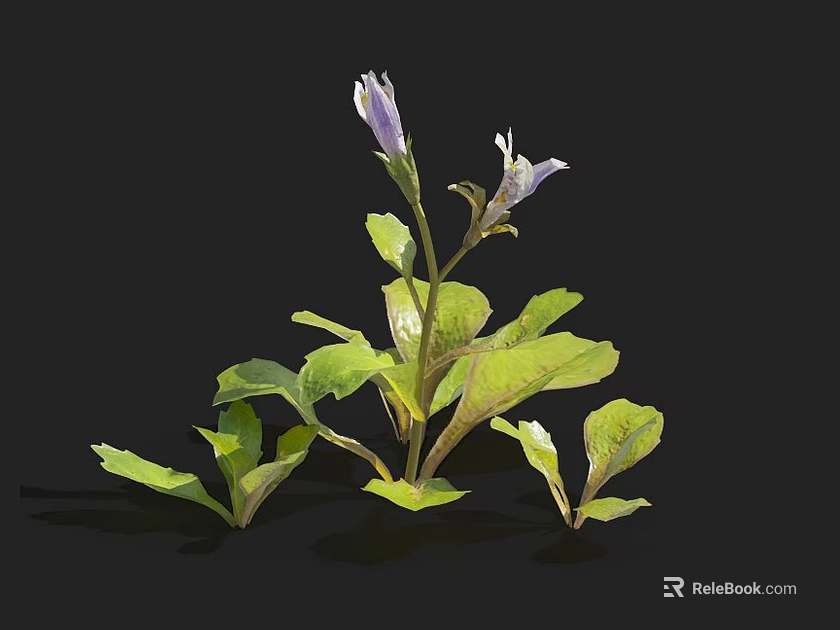 Vibrant Purple Flower Plant With Fresh Green Leaves And Two Blooms 3d model 