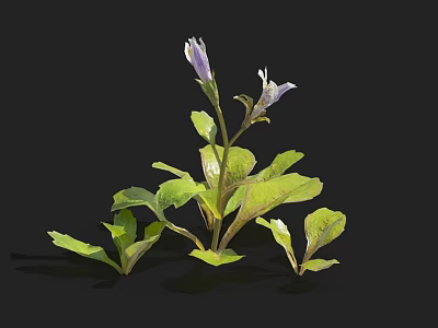 Vibrant Purple Flower Plant With Fresh Green Leaves And Two Blooms 3d model