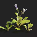 Vibrant Purple Flower Plant With Fresh Green Leaves And Two Blooms