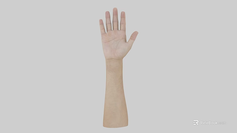 Human Arm and Hand Organ Structure with Natural Skin and Hair Details 3d model 