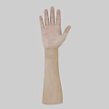 Human Arm and Hand Organ Structure with Natural Skin and Hair Details