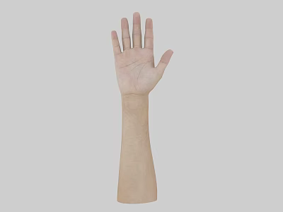 Human Arm and Hand Organ Structure with Natural Skin and Hair Details 3d model