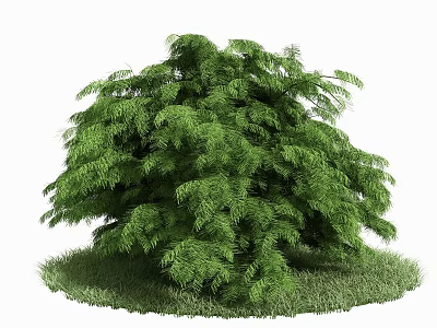 Vibrant Green Shrub With Lush Feathery Leaves And Bushy Growth On Grass 3d model
