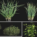 Various Cultivated Crops Including Chinese Chives Thyme Red veined Sorrel Fennel and Patchouli