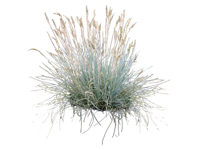 Blue Gray Ornamental Grass With Feathery Plumes And Clumping Growth In Garden 3d model