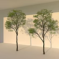Two Arbor Trees With Green Leaves Brown Trunks And Shadows On Light Wall 3d model