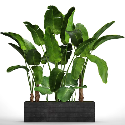 Lush Green Potted Plant with Large Fresh Leaves in Black Square Indoor Decorative Pot 3d model