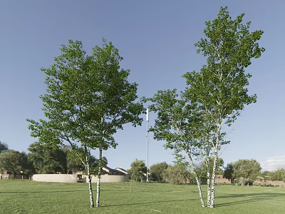 Tall Trees With White Trunks And Green Leaves In Grassland Under Blue Sky 3d model