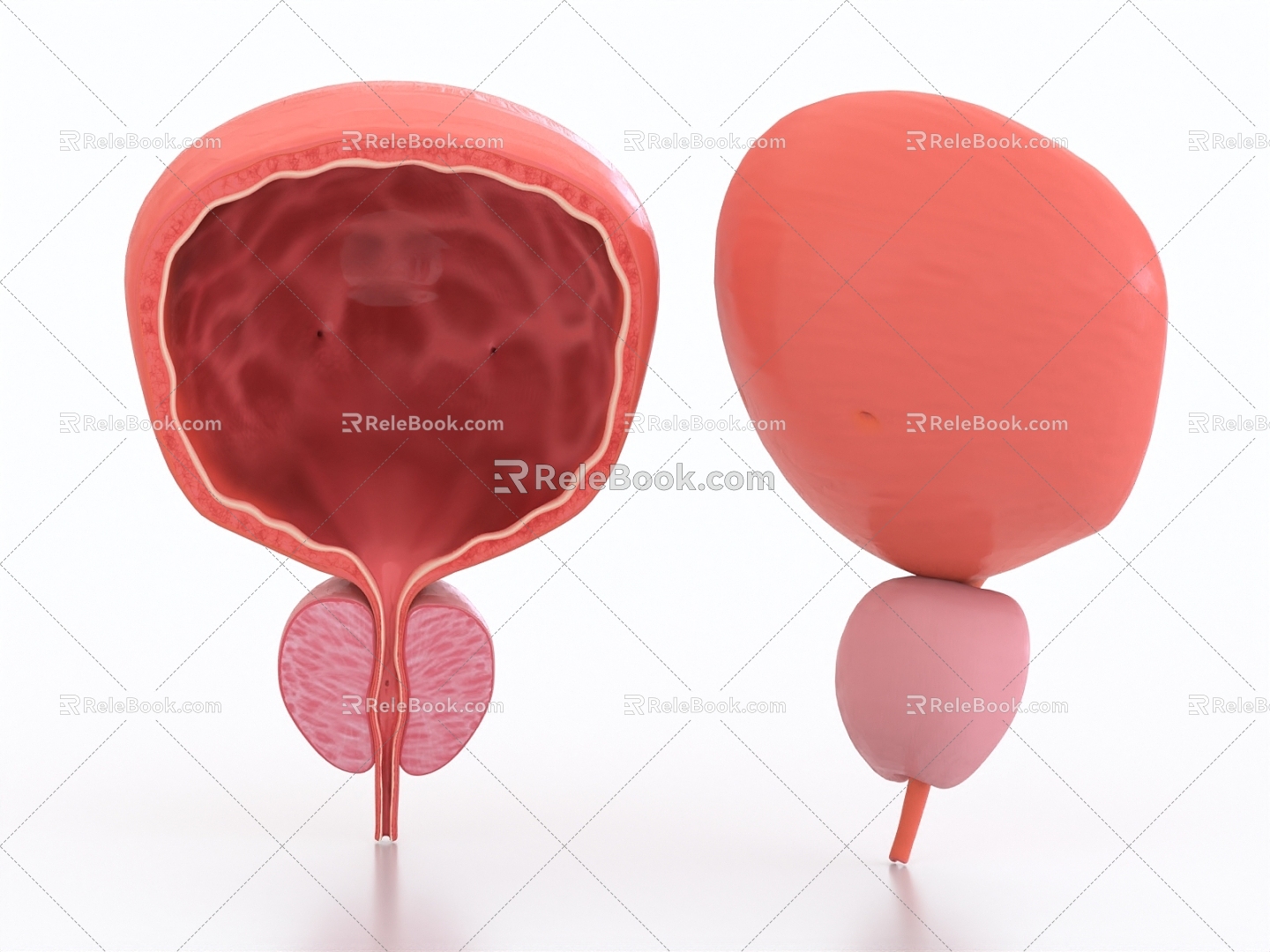 Bladder cross section Medical bladder removal Organ 3d model