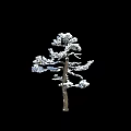 Three Snow Covered Arbor Trees With Snow On Trunks And Branches